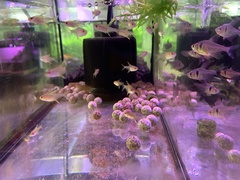 Hyphessobrycon pulchripinnis