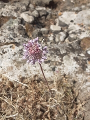 Allium polyanthum