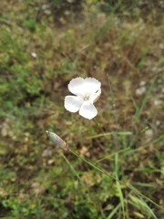 Dianthus marschallii