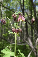 Aquilegia oxysepala
