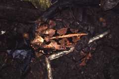 Incilius melanochlorus