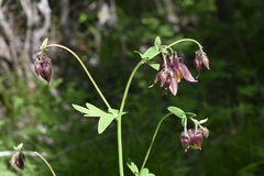 Aquilegia oxysepala