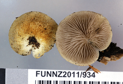Crepidotus eucalyptorum