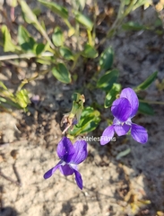 Viola rupestris