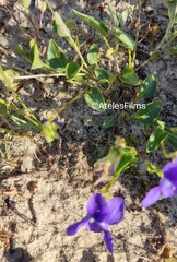 Viola rupestris