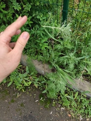 Artemisia absinthium