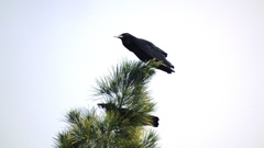Corvus capensis capensis
