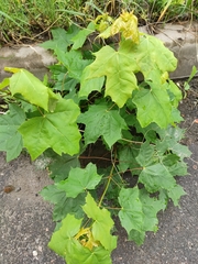 Acer platanoides