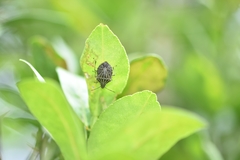 Cappaea taprobanensis