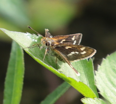 Taractrocera ardonia