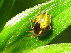 Polymerus pekinensis