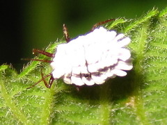 Orthezia urticae