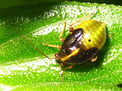 Polymerus pekinensis