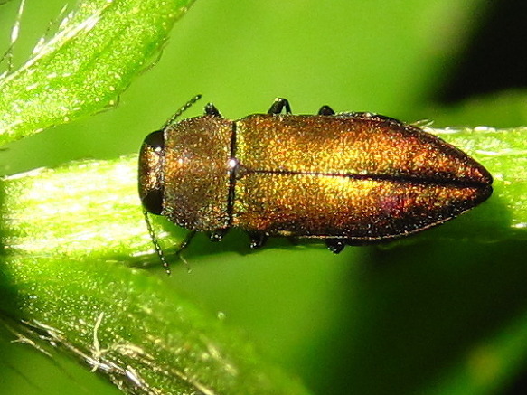 Anthaxia psittacina