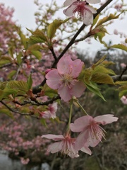 Prunus serrulata