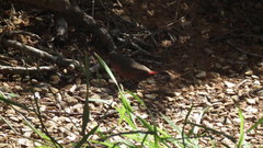 Lagonosticta rubricata