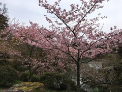 Prunus serrulata