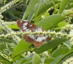 Limenitis glorifica