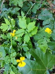 Chelidonium majus
