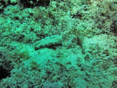 Plakobranchus ocellatus