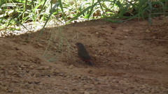 Lagonosticta rubricata