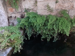 Adiantum capillus-veneris