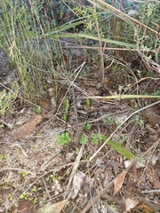 Pterostylis rubescens