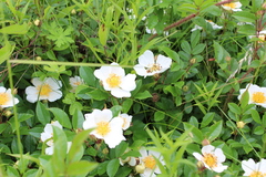 Rosa maximowicziana