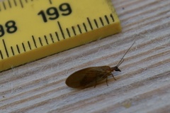 Hemerobius nitidulus