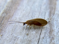 Hemerobius nitidulus