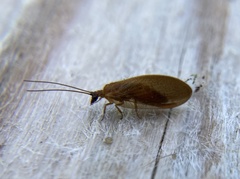 Hemerobius nitidulus