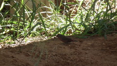 Lagonosticta rubricata