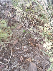 Pterostylis rubescens