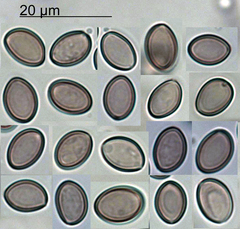 Crepidotus eucalyptorum