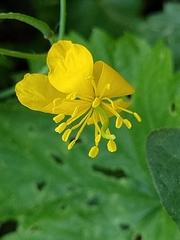 Chelidonium majus