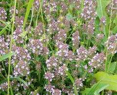 Thymus odoratissimus