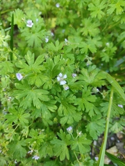 Geranium pusillum