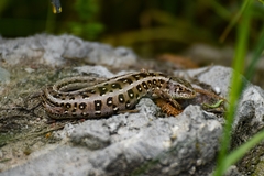 Lacerta agilis