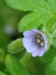 Geranium pusillum