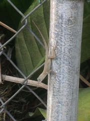 Anolis cristatellus cristatellus