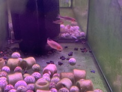Danio erythromicron