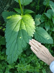 Urtica dioica