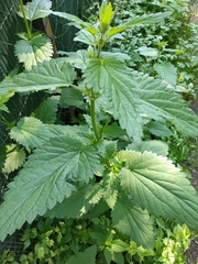 Urtica dioica