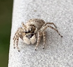 Menemerus semilimbatus