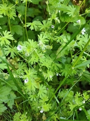 Geranium pusillum