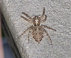 Menemerus semilimbatus