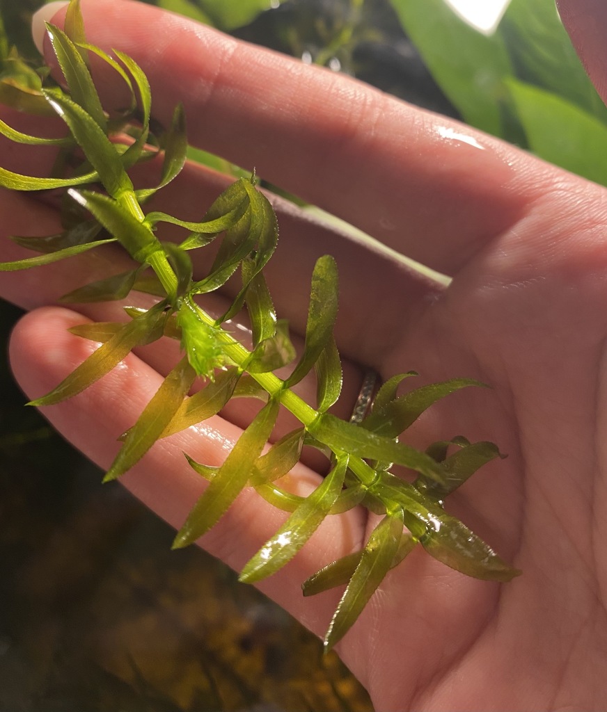 tapegrass family from Powiat gostyniński, Polska on May 28, 2021 at 08