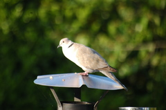Streptopelia decaocto