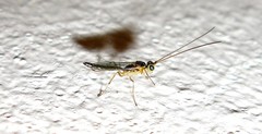 Oedemopsini