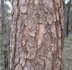 Corymbia eximia